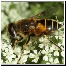 Eristalis lineata - Keilfleckschwebfliege w01.jpg